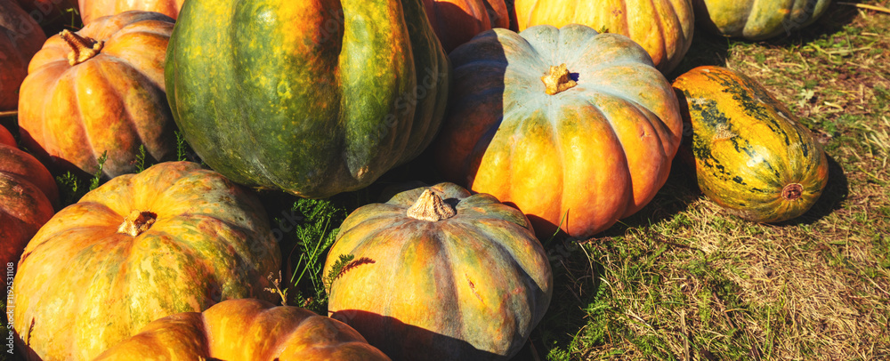 Crop of Pumpkins. Many Pumpkins on the hay. Autumn background. Halloween Thanksgiving Autumn Harvest background. Horizontal banner