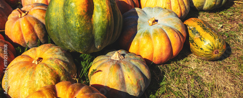 Obraz na płótnie Crop of Pumpkins. Many Pumpkins on the hay. Autumn background. Halloween Thanksgiving Autumn Harvest background. Horizontal banner w salonie
