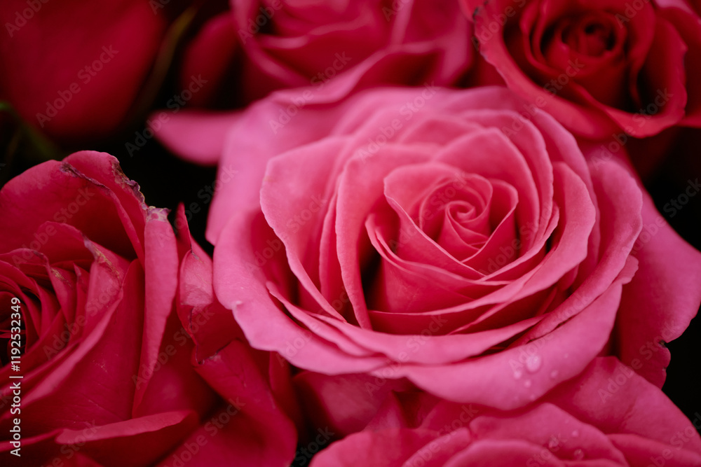 Fototapeta premium Medium close up of pink rose bud with several drops of water