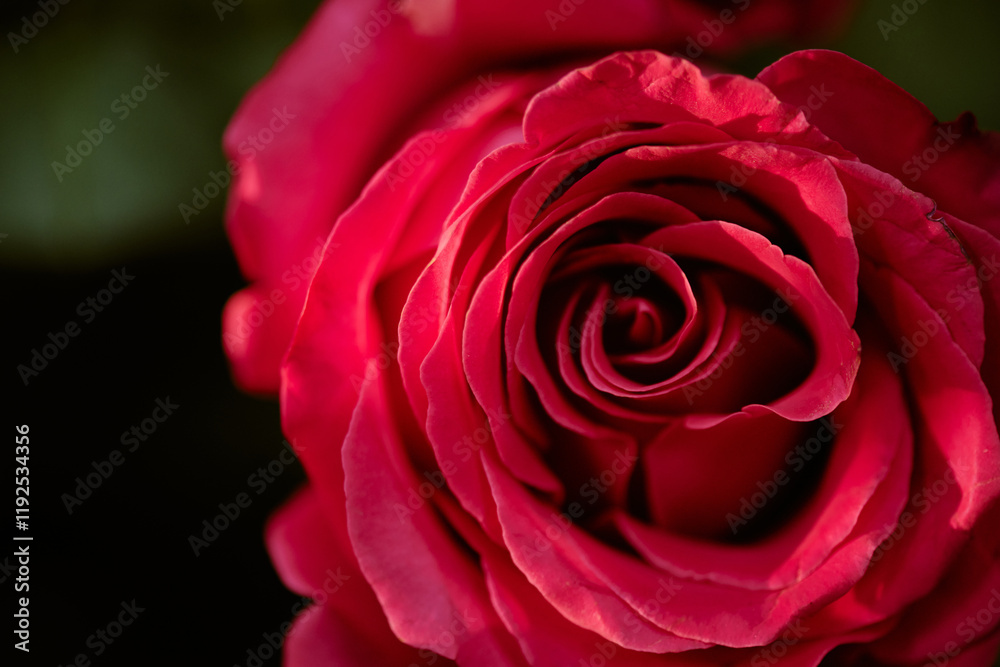Close up of opened pink rose bud illumed with warm light of sun Close up of opened pink rose bud illumed with warm light of sun