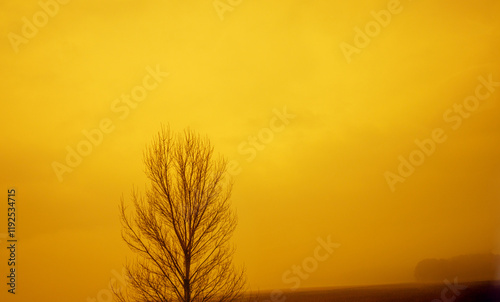 Obraz na płótnie Rainy foggy morning in the countryside. Bare tree in the field at golden sunset. Minimalist landscape w salonie