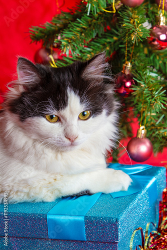 Obraz na płótnie Black and white kitten lying near decorated Christmas tree with blue gift box on red blanket w salonie