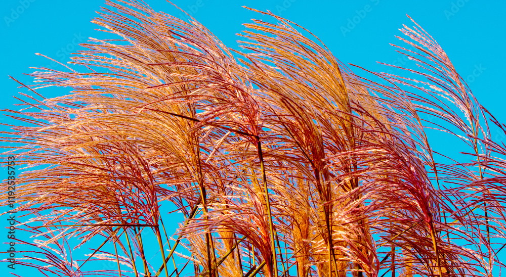 Miscanthus grass against the clear blue sky. Nature background