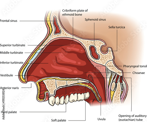 Illustration of nasal cavity diagram