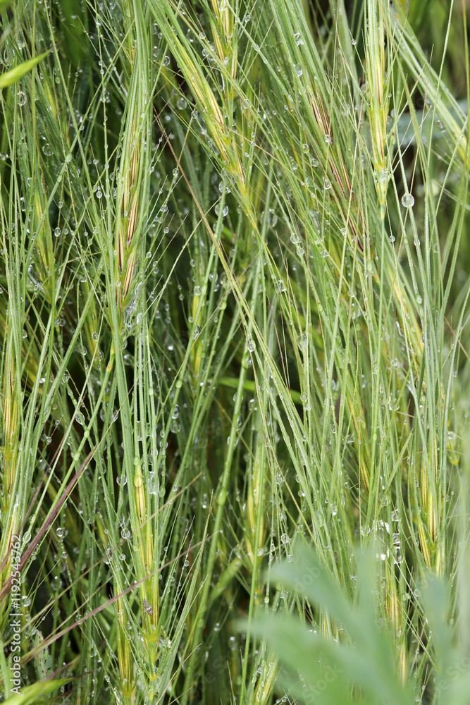 Obraz premium Drops of dew on the wild grass.