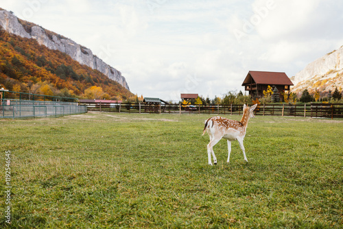 A fawn runs on a green meadow in a petting zoo, a walk with deer. Tourism, recreation, family values photo