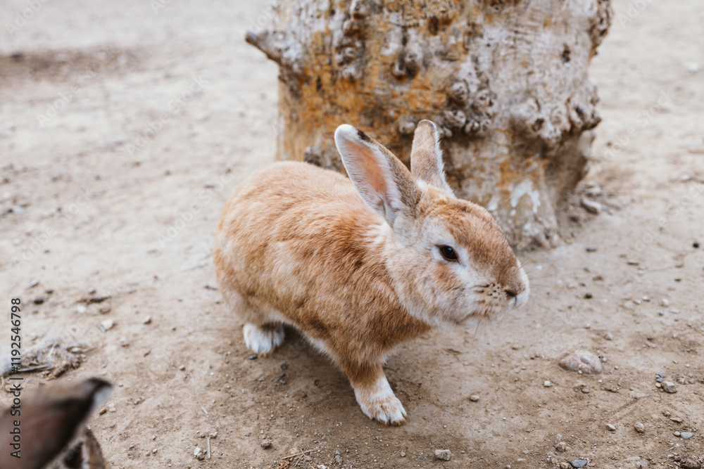 Rabbit close-up, selective focus, shallow depth of field Rabbit close-up, selective focus, shallow depth of field