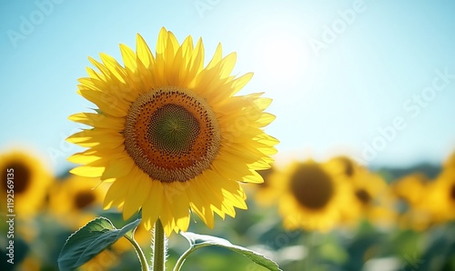 Sunlit Sunflower Field, Summer Bloom