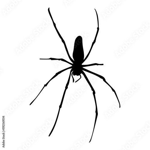 arachnid spider vector silhouette photo