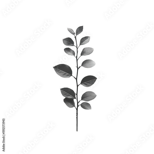 Monochrome Plant Branch Leaf Nature Minimalist Botanical Still Life Photography