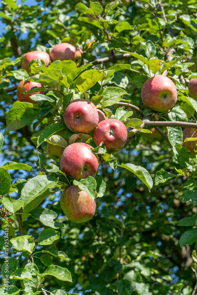 Red apples on the tree. Fruit harvest garden. Red apples on the tree. Fruit harvest garden.