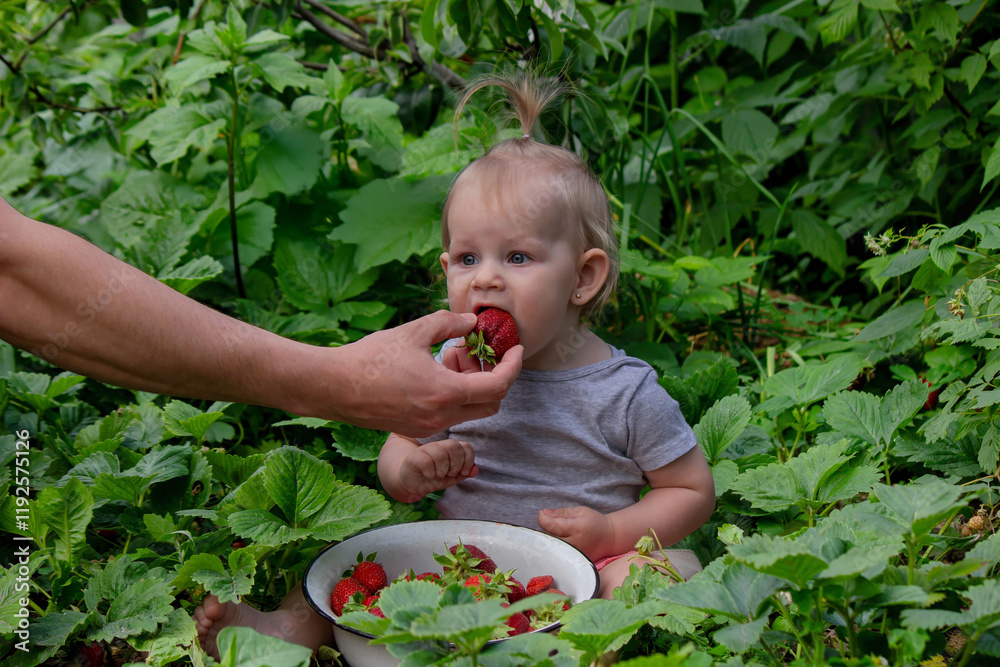 little girl eating strawberries in the garden.