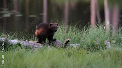 glutton mammal predator northern europe