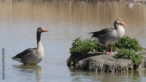 wild goose marsh bird lakes and rivers Europe