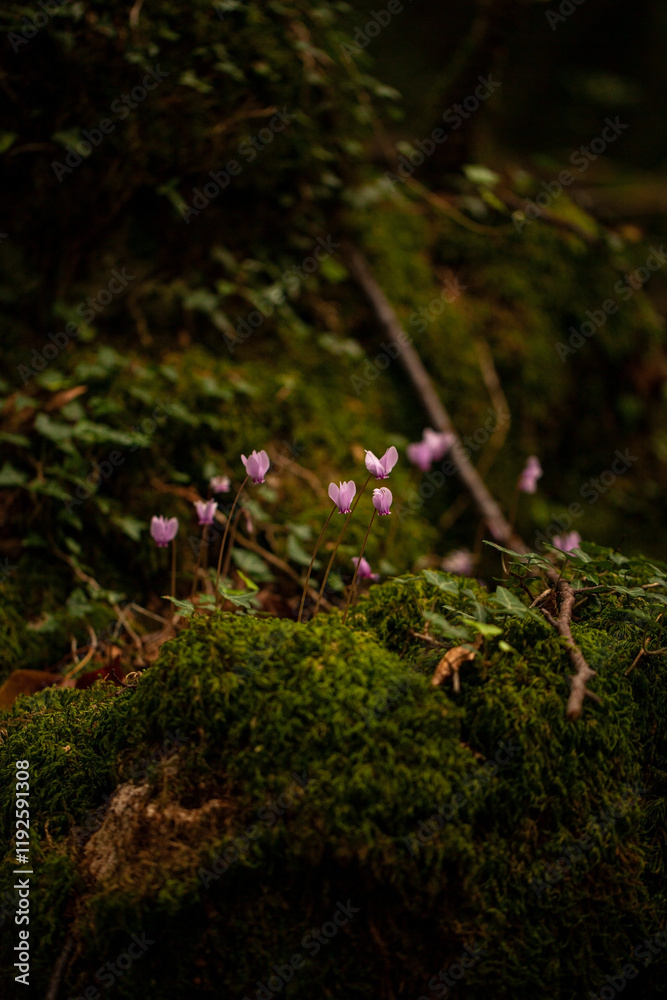 Wild cyclamens growing in the undergrowth of the Umbra forest, among the moss. Gargano National Park, Apulia, Italy Wild cyclamens growing in the undergrowth of the Umbra forest, among the moss. Gargano National Park, Apulia, Italy