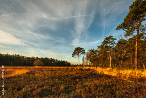 Heathland with Scots pine trees in the autumn sunlight. In the background many yellowed grasses can be seen. photo