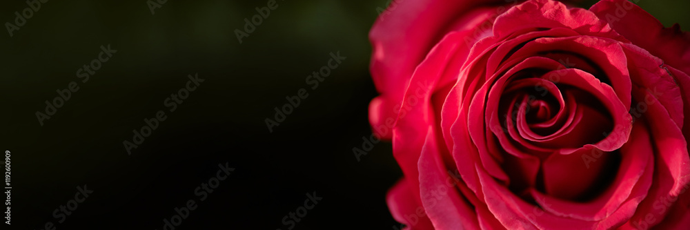 Website banner with opened bud of magenta rose Website banner with opened bud of magenta rose