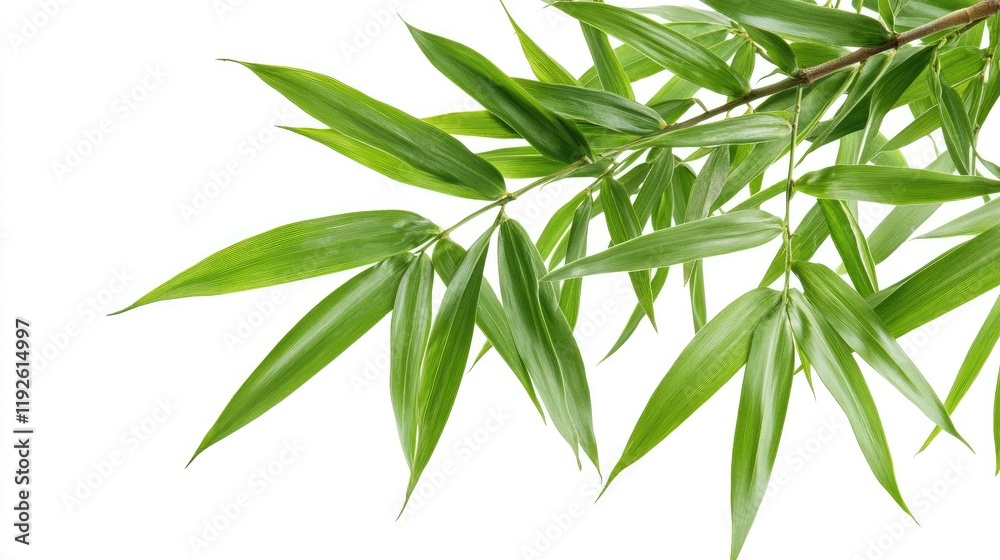 Bamboo leaves on a white background showcasing vibrant green foliage and natural beauty for design and nature themes Bamboo leaves on a white background showcasing vibrant green foliage and natural beauty for design and nature themes