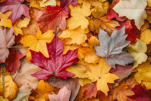 A pile of colorful autumn leaves illuminated by soft natural light showcasing the vibrant hues of fall in a natural outdoor setting photo