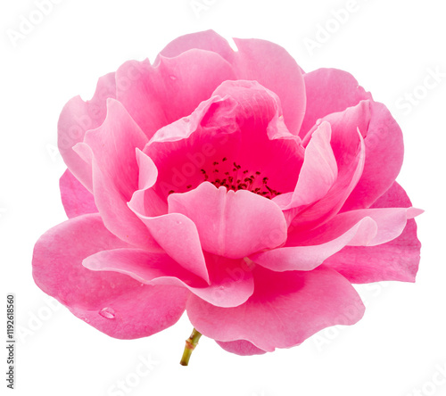 Fototapeta Naklejka Na Ścianę i Meble -  Opened pink rose or Bulgarian rose on white background. File contains clipping path.