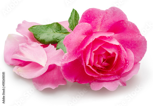 Fototapeta Naklejka Na Ścianę i Meble -  Opened pink rose or Bulgarian rose covered with water drops and some petals near it on pink background. File contains clipping path.