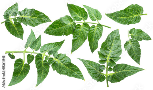 Set of fresh green tomato leaves isolated on white background. File contains clipping paths.