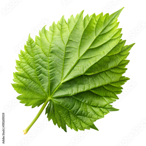 Hop leaf isolated on transparent background