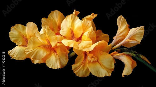 Yellow Humbert Canna Flowers Blooming Elegantly on Black Background Showcasing Vibrant Colors and Delicate Petals in Natural Beauty. photo