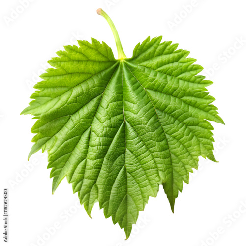 Hop leaf isolated on transparent background