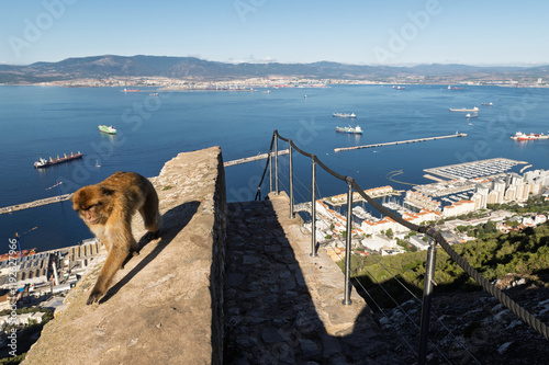 A monkey on the Rock of Gibraltar with the town seen at the Background, United Kingdom