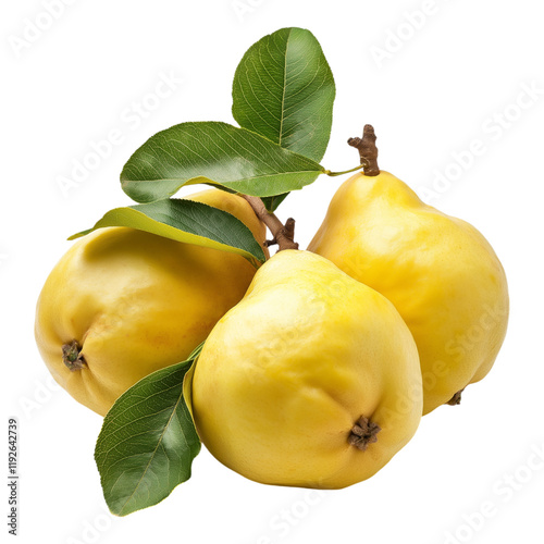 Quince isolated on a white background.