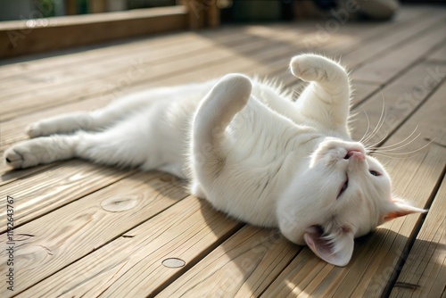 white kitten sleeping