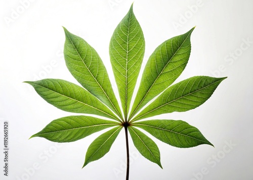 Silhouette of a Single Cassava Leaf Isolated on White Background photo