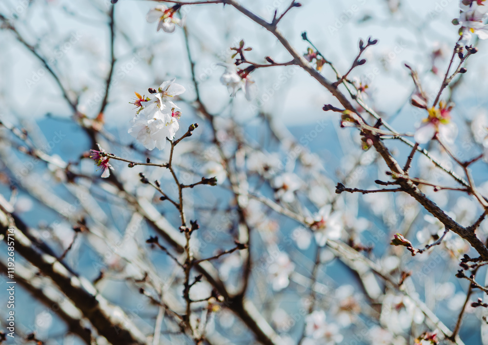 桜山公園 冬桜 寒桜風景76 桜山公園 冬桜 寒桜風景76
