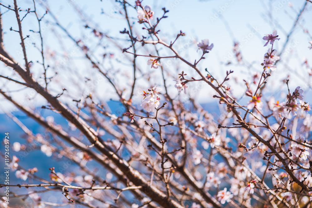 桜山公園 冬桜 寒桜風景75 桜山公園 冬桜 寒桜風景75