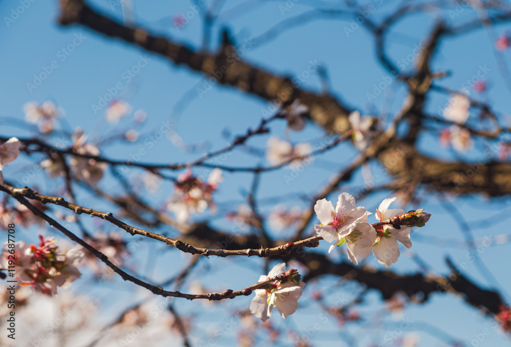 桜山公園 冬桜 寒桜風景8 桜山公園 冬桜 寒桜風景8