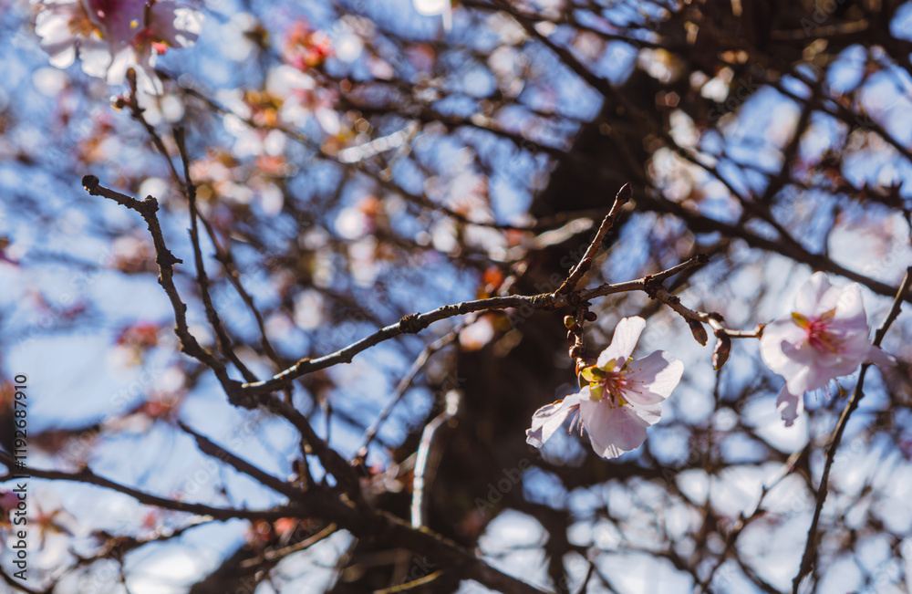 桜山公園 冬桜 寒桜風景4 桜山公園 冬桜 寒桜風景4