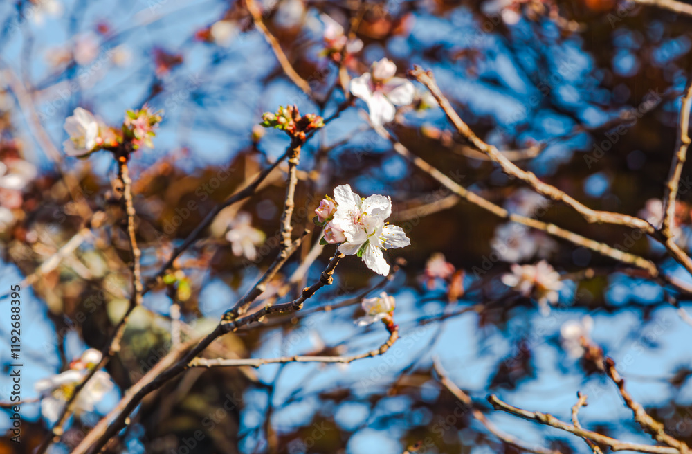 桜山公園 冬桜 寒桜風景89 桜山公園 冬桜 寒桜風景89