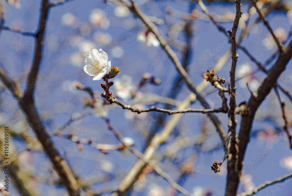 桜山公園 寒桜 冬桜風景2 桜山公園 寒桜 冬桜風景2