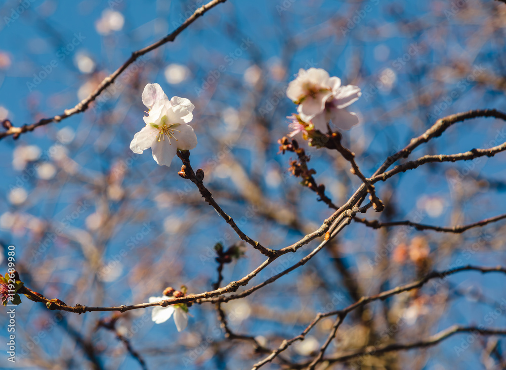 桜山公園　寒桜　冬桜風景２