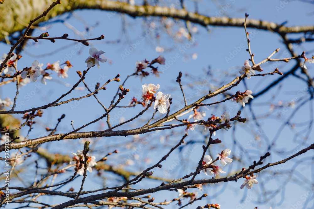 桜山公園　寒桜　冬桜風景２