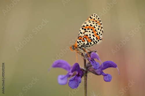 una farfalla melitaea su un fiore in estate photo