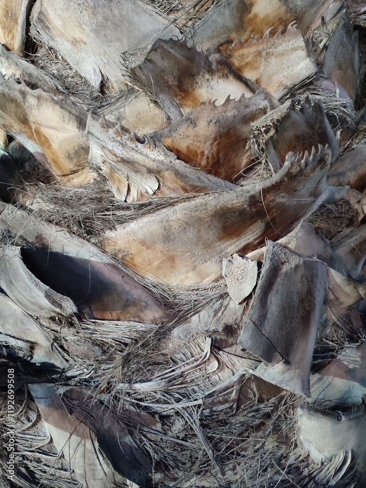 A close-up of a palm tree trunk showing detailed, rough textures of dried fronds and layered bark. Perfect for natural design references, 3D modeling, or background textures A close-up of a palm tree trunk showing detailed, rough textures of dried fronds and layered bark. Perfect for natural design references, 3D modeling, or background textures