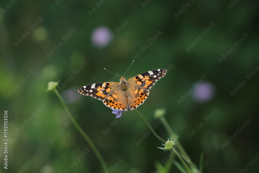 Obraz premium una farfalla vanessa con le ali aperte