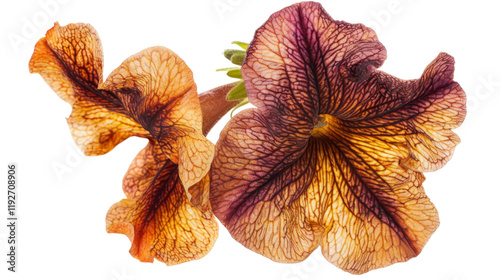 Close-up view of a vibrant Petunia flower, showcasing its intricate details and rich color palette. The image highlights the flower's texture and veins, creating a visually stunning botanical study. photo