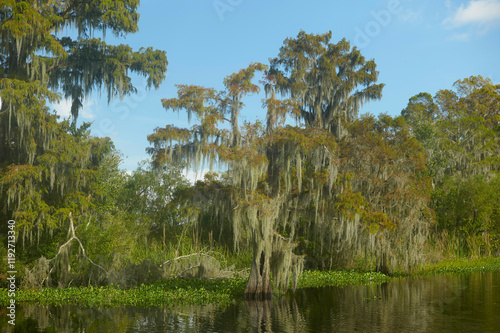 Serene swamp landscape with Spanish moss draping from cypress trees under a clear blue sky, New Orleans, USA photo