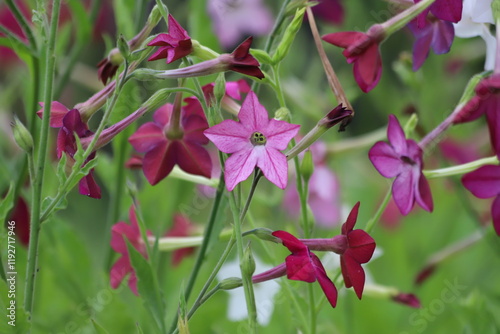 Foto Flowering ornamental tobacco plant, Nicotiana flowers.