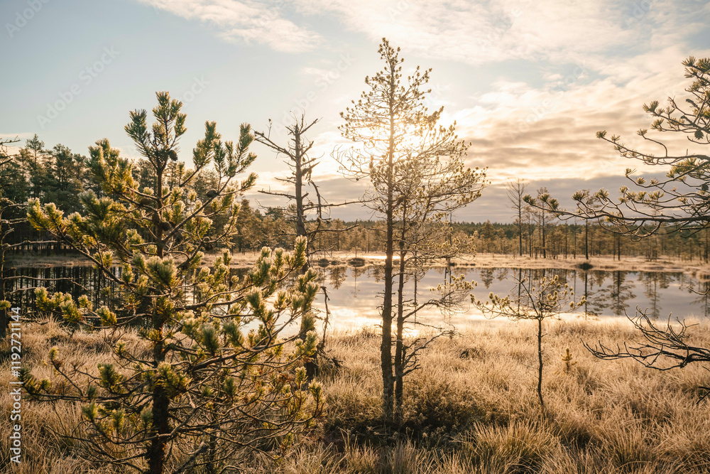 Panoramic landscape of Lahemaa national park by sunrise with swamps and ancient trees Panoramic landscape of Lahemaa national park by sunrise with swamps and ancient trees
