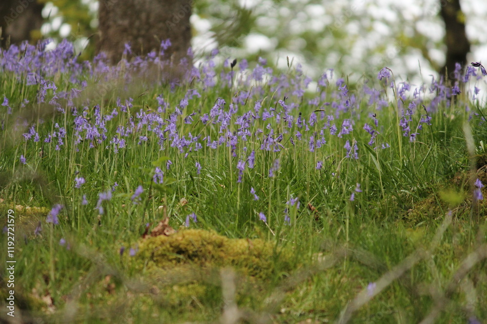 Fototapeta premium flowers in the meadow