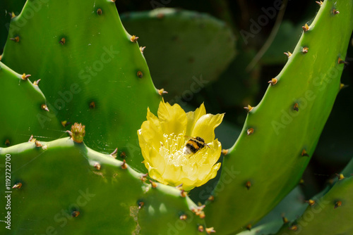 Bright yellow cactus flower with a bee collecting pollen on a sunny day, Split, Croatia photo